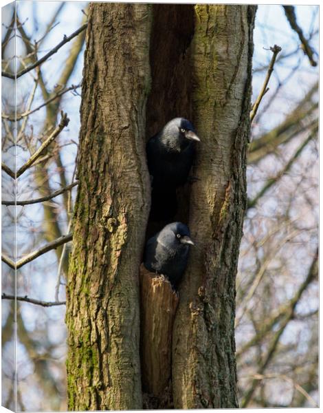 Roosting Jackdaws. Canvas Print by Tommy Dickson