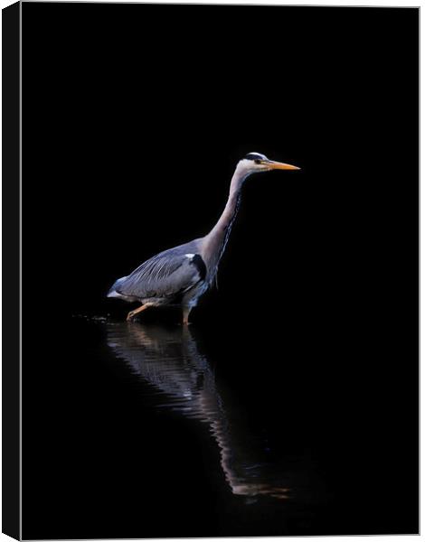 Grey Heron Fishing Canvas Print by Tommy Dickson