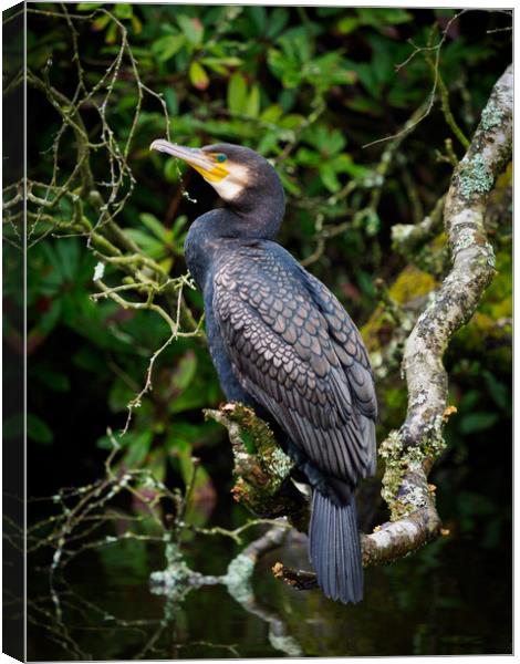 Cormorant perched on a branch. Canvas Print by Tommy Dickson