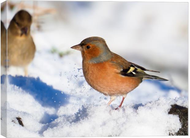 Chaffinch in the snow. Canvas Print by Tommy Dickson