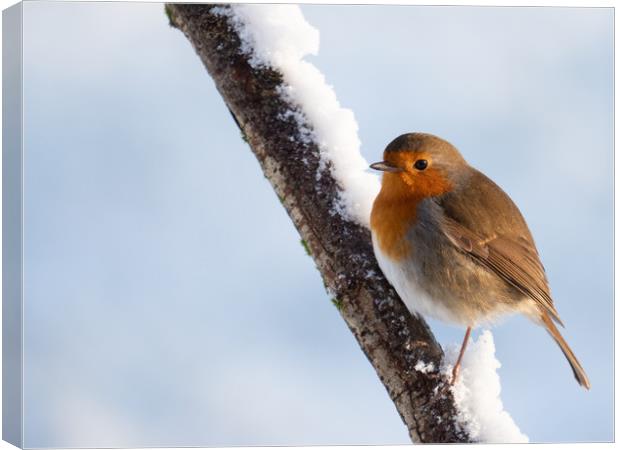 Robin redbreast on a snow covered branch. Canvas Print by Tommy Dickson