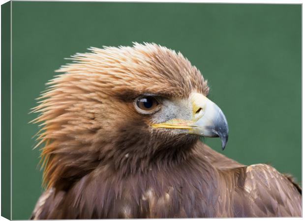 Golden Eagle Portrait Canvas Print by Tommy Dickson