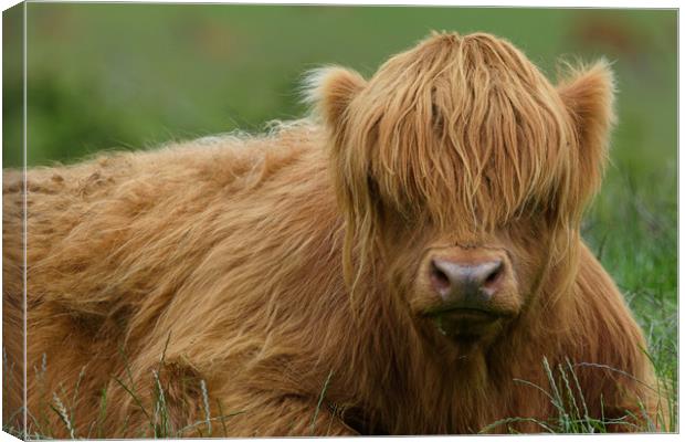Highland Cow Canvas Print by Tommy Dickson
