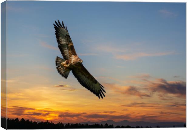 Common Buzzard  at sunset.  Canvas Print by Tommy Dickson