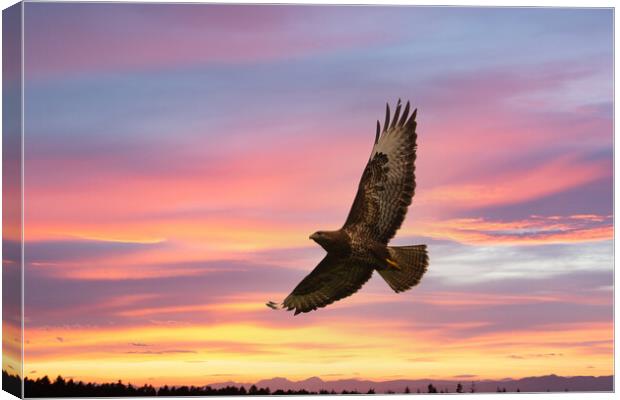 Buzzard flying in a beautiful sunset. Canvas Print by Tommy Dickson