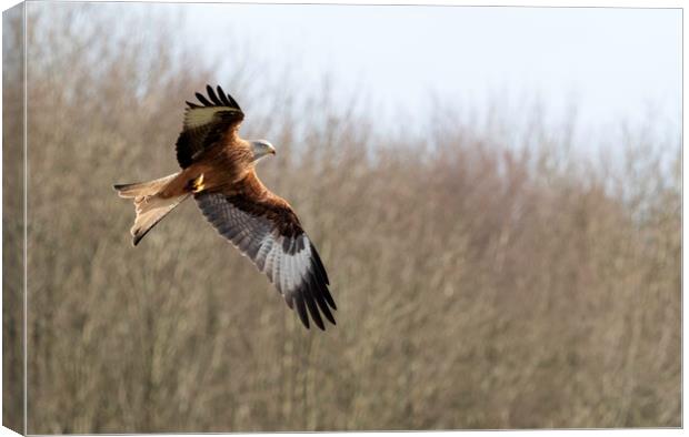 Red Kite Canvas Print by Tommy Dickson