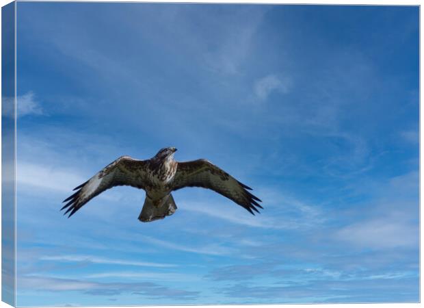 Common Buzzard Canvas Print by Tommy Dickson