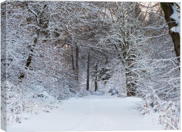 A woodland scene at winter Canvas Print by Tommy Dickson