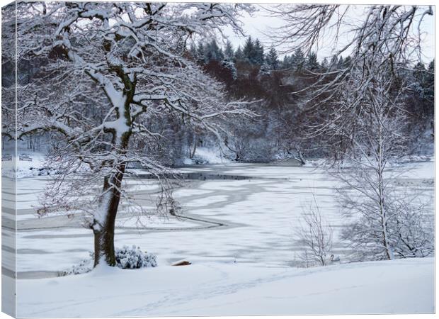 Snowy scene in Callendar Park, Falkirk.  Canvas Print by Tommy Dickson