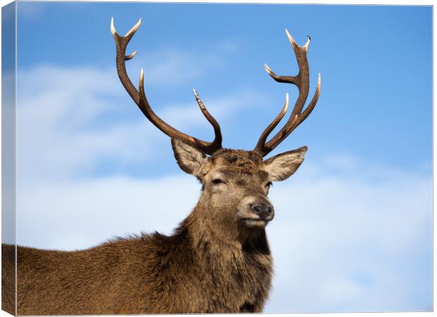 Majestic Highland Red Deer Canvas Print by Tommy Dickson