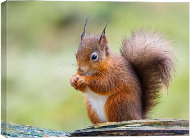 Red Squirrel  Canvas Print by Tommy Dickson