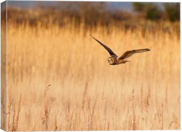 Short Eared Owl Hunting. Canvas Print by Tommy Dickson