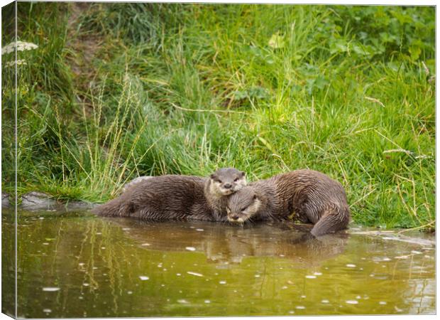 Asian Short Clawed Otter Canvas Print by Tommy Dickson