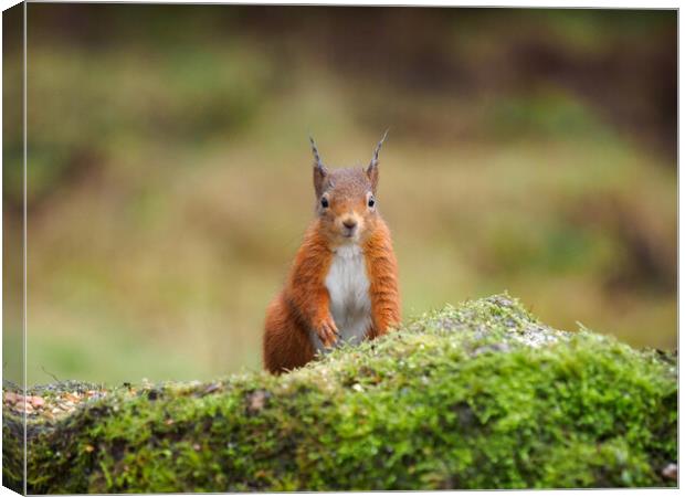 Red Squirrel Canvas Print by Tommy Dickson