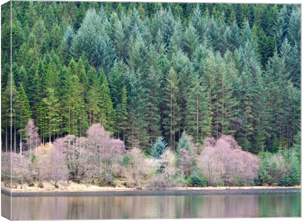 Lochside Forest. Canvas Print by Tommy Dickson