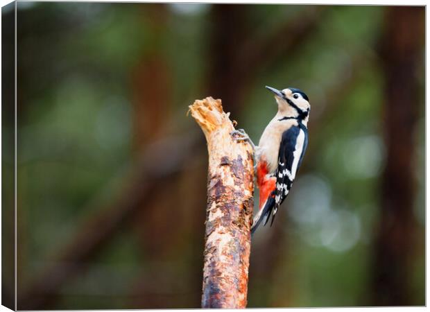 Great Spotted Woodpecker Canvas Print by Tommy Dickson