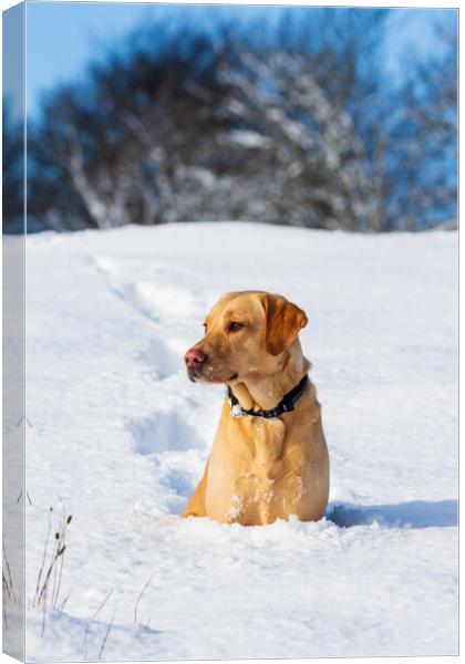Labrador in the snow. Canvas Print by Tommy Dickson