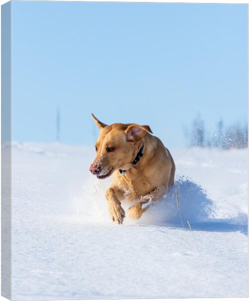 Joyful Labrador frolicking in winter wonderland Canvas Print by Tommy Dickson