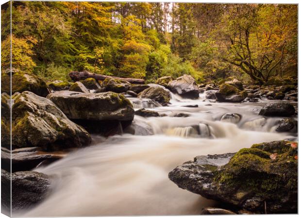 Autumn on the River Braan, Birnam. Canvas Print by Tommy Dickson