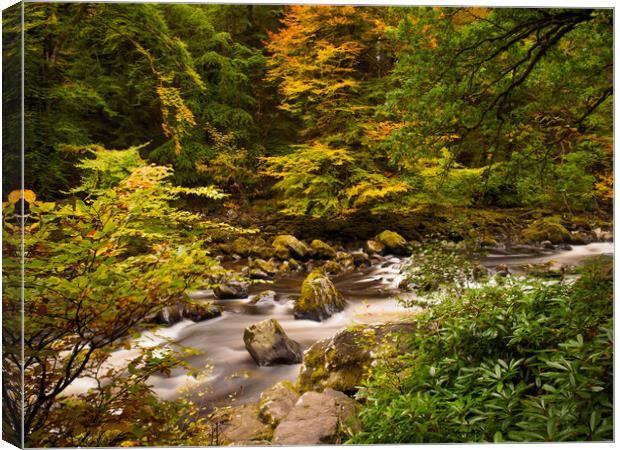 River Braan Autumn. Canvas Print by Tommy Dickson
