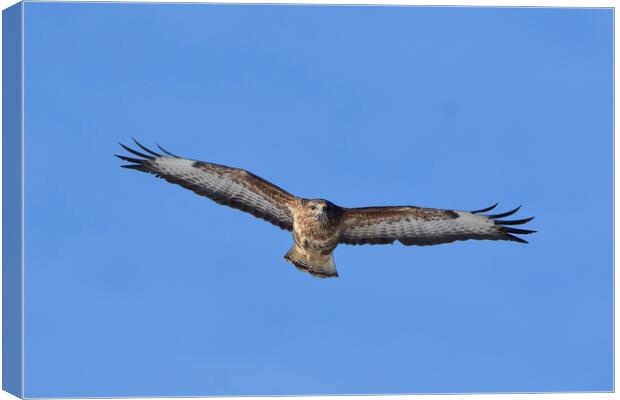 Common Buzzard in flight. Canvas Print by Tommy Dickson