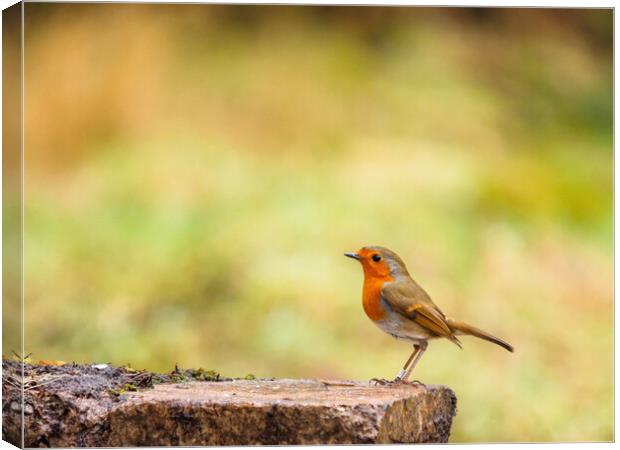 Robin Redbreast. Canvas Print by Tommy Dickson
