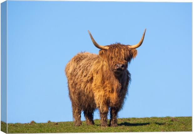 Heilan Coo. Canvas Print by Tommy Dickson