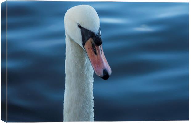 White Swan Canvas Print by caroline henderson