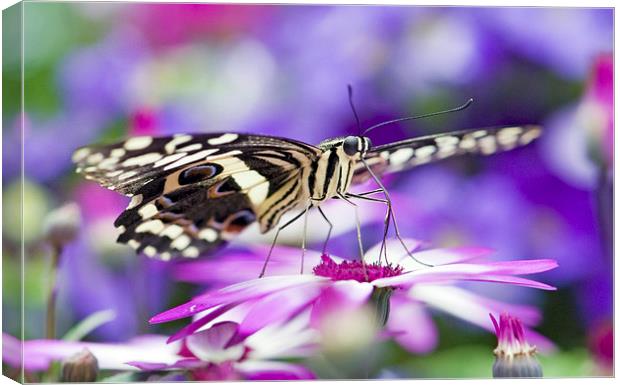The Citrus Swallowtail Butterfly Canvas Print by Glenn Pollock