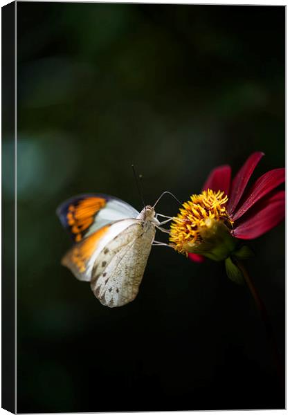 The Great Orange Tip Butterfly Canvas Print by Glenn Pollock