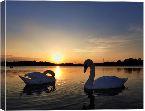 Two Swans at Sunset Canvas Print by Mark Kelly