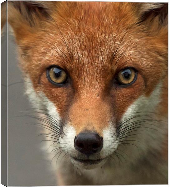 Fox portrait, wild Canvas Print by Vivienne Beck