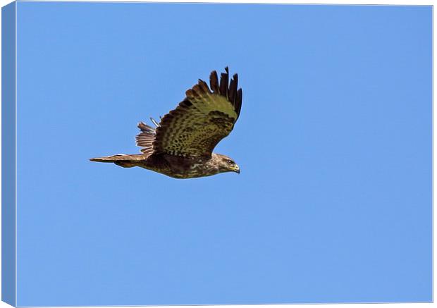 Buzzard Canvas Print by Vivienne Beck