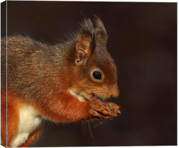 Red squirrel Canvas Print by Vivienne Beck