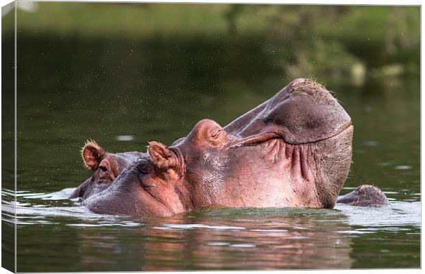 Happy Hippo Canvas Print by Mike Snelle