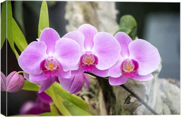 Pink Orchids Canvas Print by Darren Eves