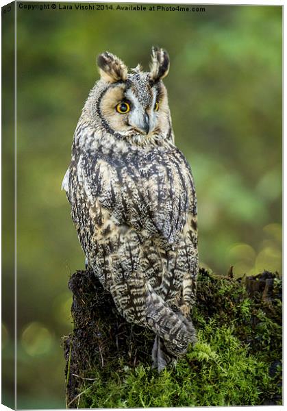 Long-eared Owl - Asio Otus Canvas Print by Lara Vischi