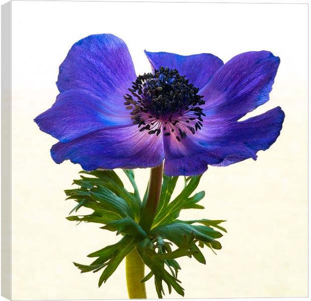 Blue Anemone Flower Canvas Print by ann stevens