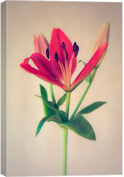 Red Orange Lily Flower Canvas Print by ann stevens