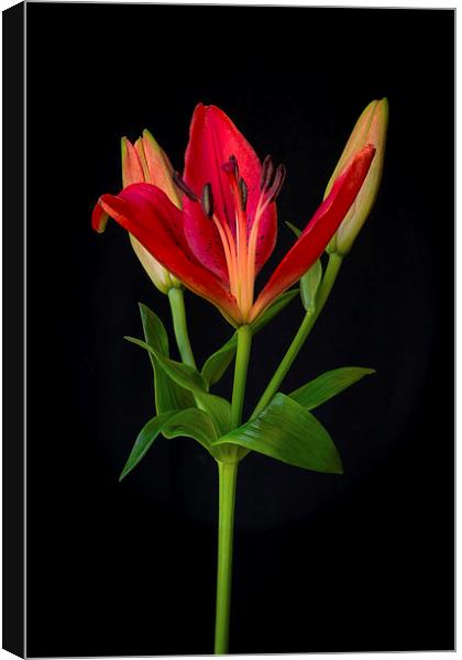 Orange Lily Flower on Black Canvas Print by ann stevens