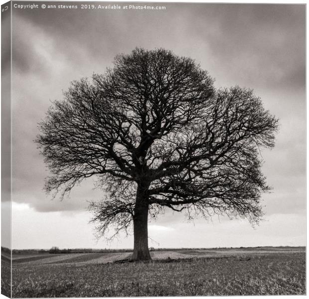 Lone Oak Tree  Canvas Print by ann stevens