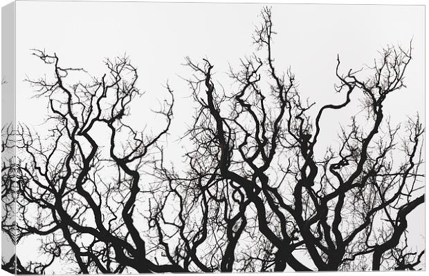 Branch Out Canvas Print by Rhys Parker