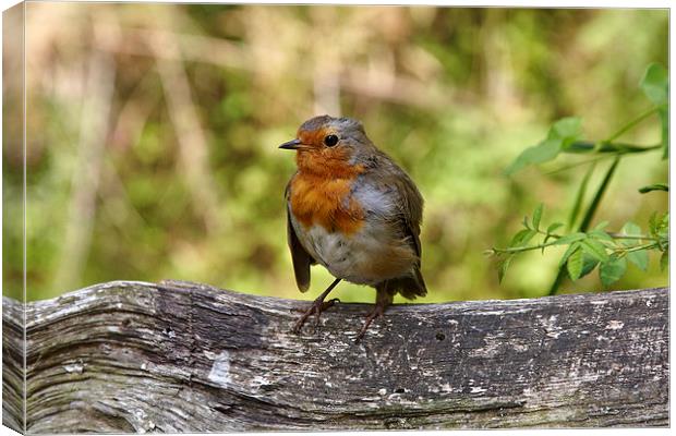 Robin in summer Canvas Print by Paul Nicholas