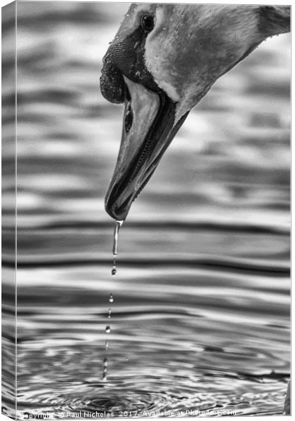 Swan with water dripping from beak Canvas Print by Paul Nicholas