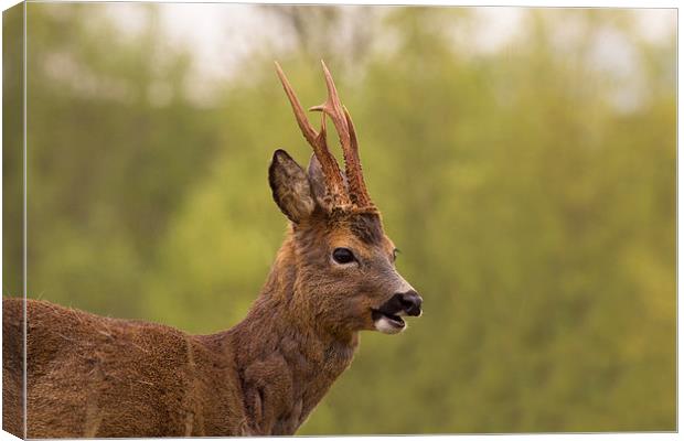 Roe Buck Canvas Print by Shahrez Rashid