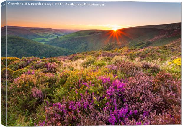 Exmoor sunset Canvas Print by Daugirdas Racys