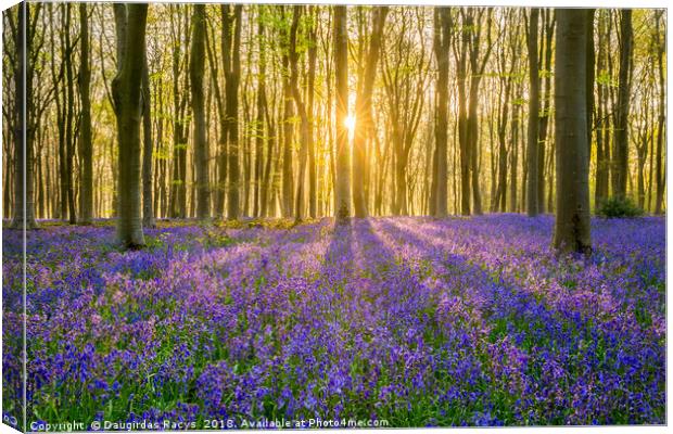 Micheldever bluebells sunset Canvas Print by Daugirdas Racys