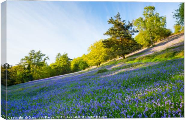 Bluebells on the Malvern Hills Canvas Print by Daugirdas Racys