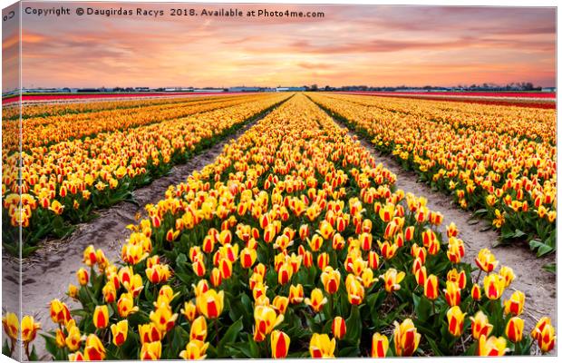 A colourful evening at a Dutch Tulip field Canvas Print by Daugirdas Racys