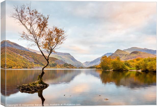 Autumnal Llyn Padarn, Snowdonia and the lone tree Canvas Print by Daugirdas Racys